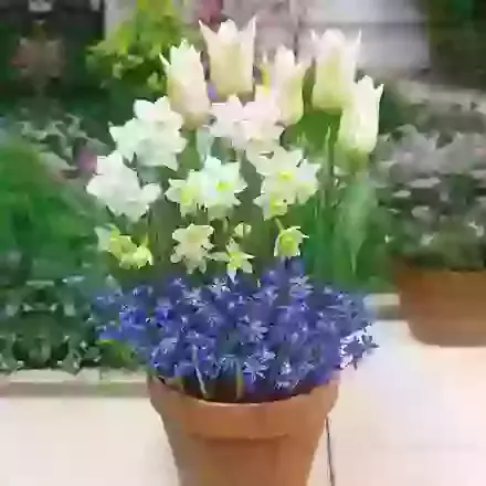 The Blue & White Collection